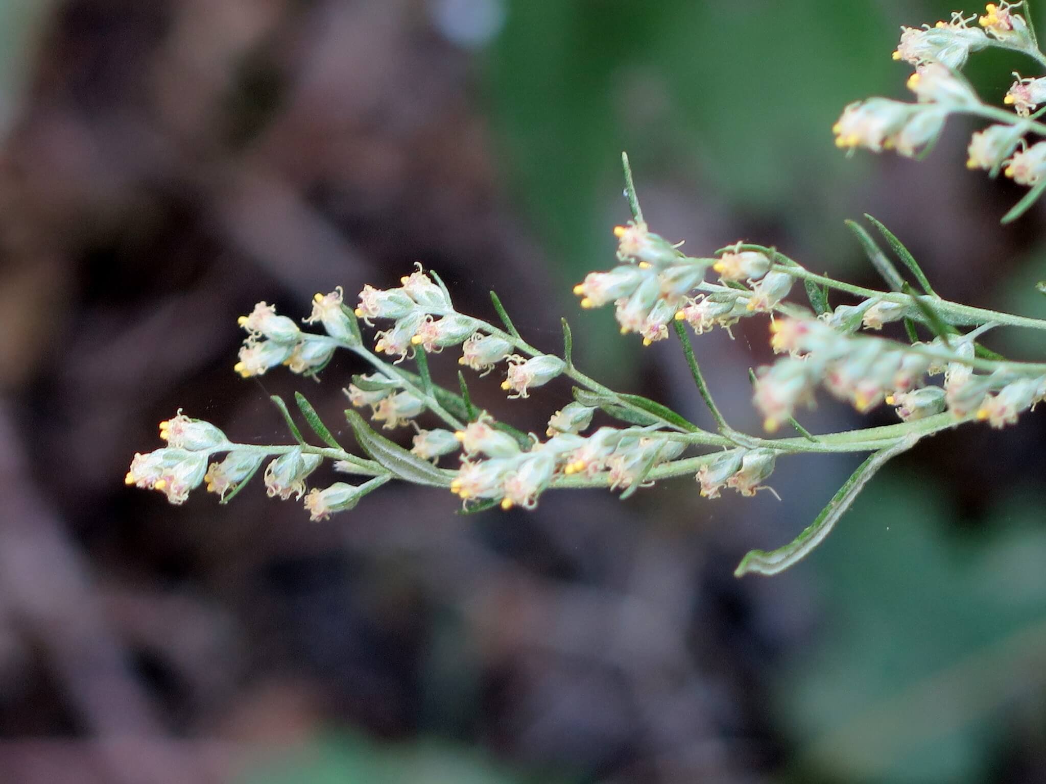 Artemisia ludoviciana ssp.mexicana